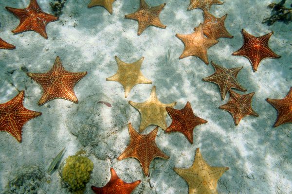 بسیاری از ستاره های دریایی کاسونی زیر آب در کف اقیانوس شنی اقیانوس اطلس جزایر باهاما هستند
