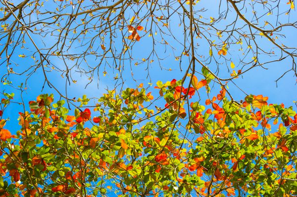 برگ سبز قرمز و زرد درخت بادام در برابر یک آسمان آبی