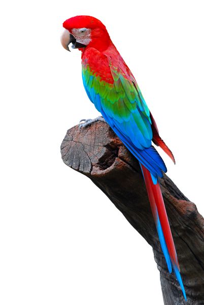 رنگارنگ قرمز و سبز Macaw جدا شده بر روی زمینه سفید