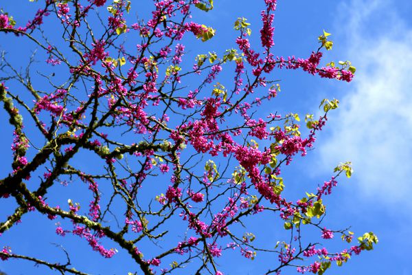 شکوفه گیلاس صورتی در برابر آسمان آبی روشن