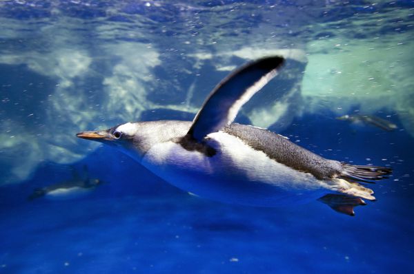 پنگوئن گنتو زیر آب در اقیانوس قطبی شنا می کند