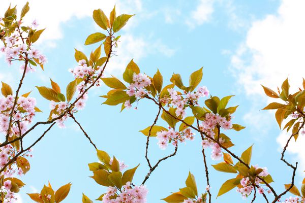 شکوفه درخت گیلاس ژاپنی صورتی در برابر آسمان آبی