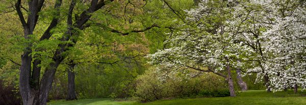 درختان بهار سیب زمینی های گلدار و درختان دیگر یک گیاه رنگ بهار در گیاهان مورتون در لیسل ایلینوی را ایجاد می کند