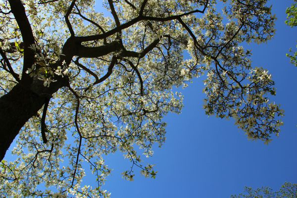 شکوفه درخت سفید مگنولیا در برابر آسمان آبی