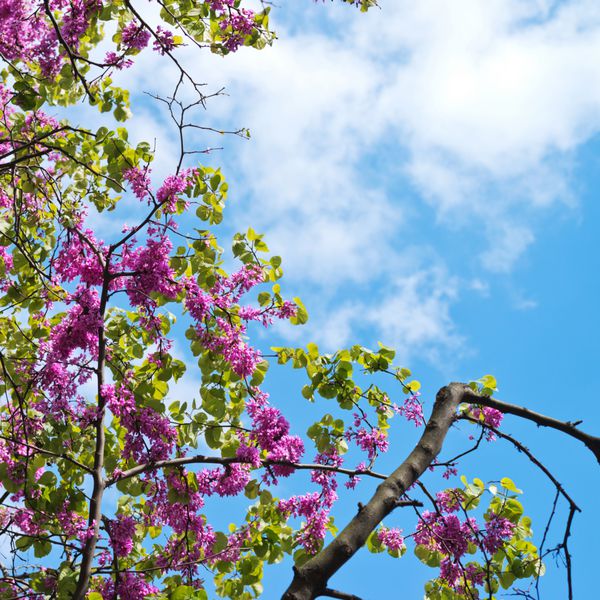 شاخه های گل ساحر در مقابل ترکیب آبی آسمان آبی