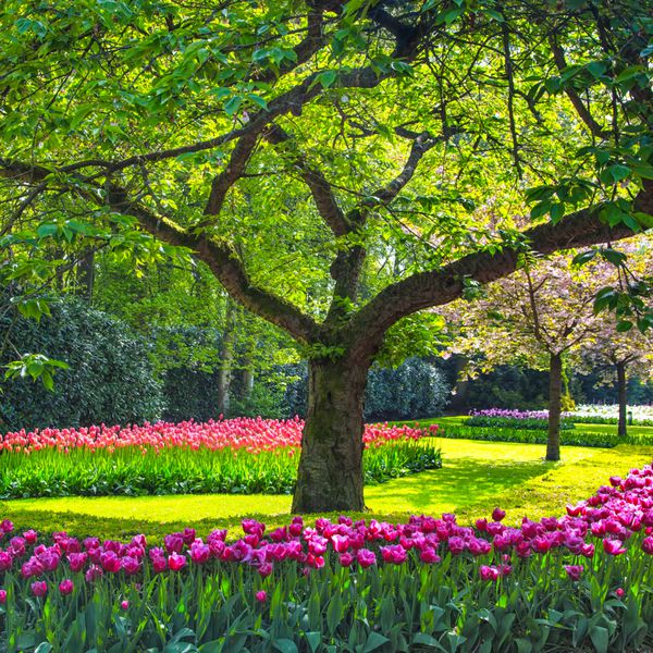 درخت و گل لاله باغ یا میدان در بهار
