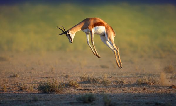پریدن بالا Antidorcas Marsupialis Kalahari آفریقای جنوبی غزال افریقایی در حال اجرا