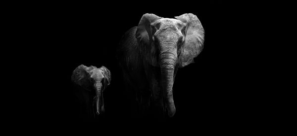 تصویر سیاه و سفید مادر و بچه فیل