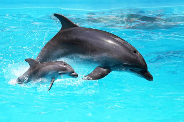 دو دلفین در استخر شنا می کنند