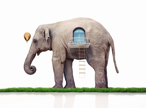 فیل به عنوان خانه مفهوم خلاق