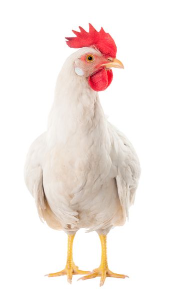 مرغ یک مرغ تخمگذار از رنگ سفید است با یک شانه بزرگ