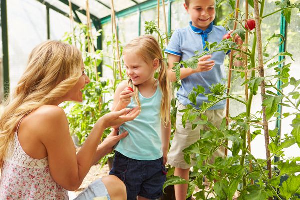 مادر و فرزندان برداشت گوجه فرنگی در گلخانه
