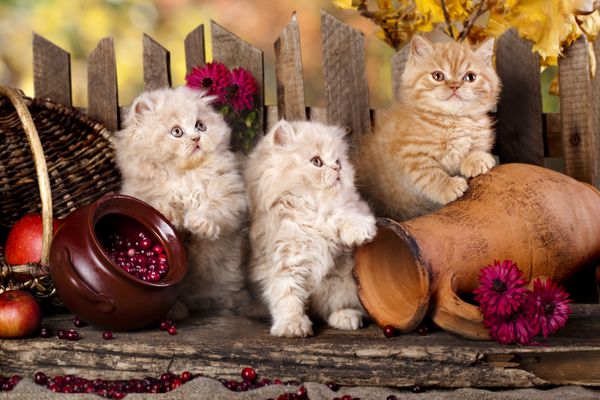 بچه گربه های ایرانی