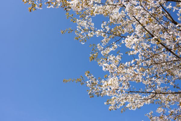 شکوفه کامل شکوفه های کوهستانی و آسمان آبی