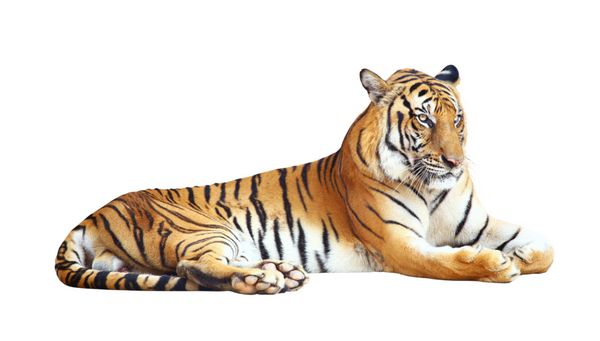 اقدام بنگال ببر حیوان خطرناک حیوانات شکارچی بزرگ در جنگل و جدا شده بر روی زمینه سفید با مسیر قطع