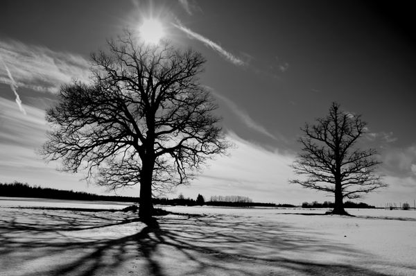 دو بلوط در زمینه زمستان چشم انداز سیاه و سفید