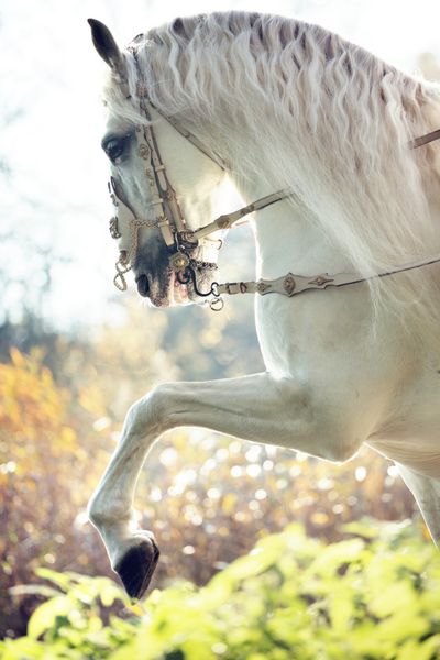 اسب سفید زیبا