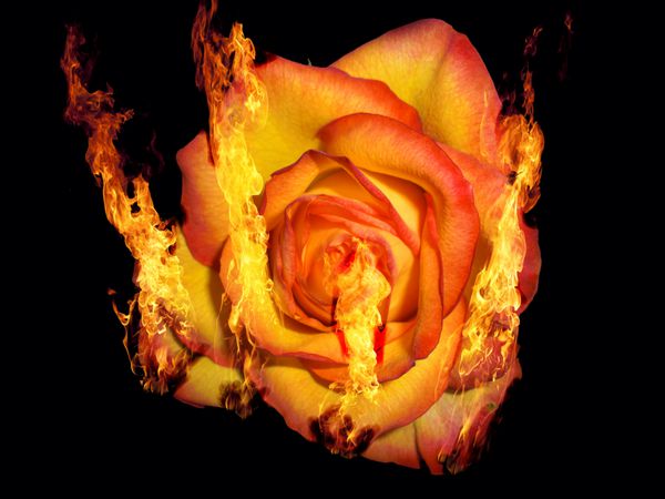سوزاندن گل رز