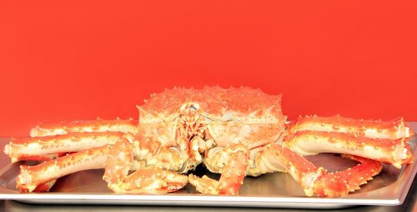 خرچنگ شاه در پس زمینه قرمز