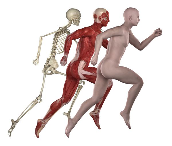 آناتومی بدن انسان تناسب اندام ماهیچه ها و استخوان ها