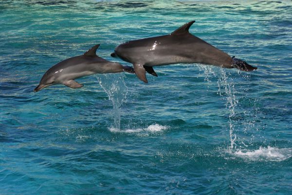 دو دلفین پریدن در آب آبی روشن است
