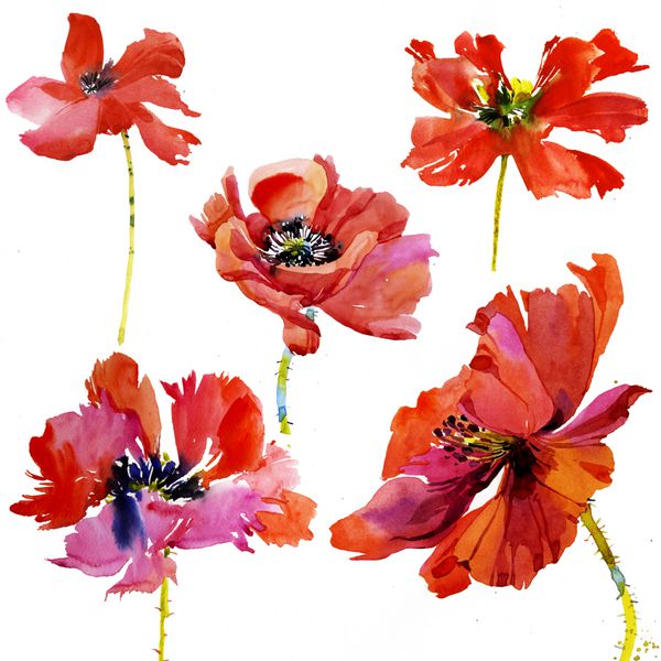 مجموعه ای از گل های خشخاش آبرنگ 5 دست نقاشی شده