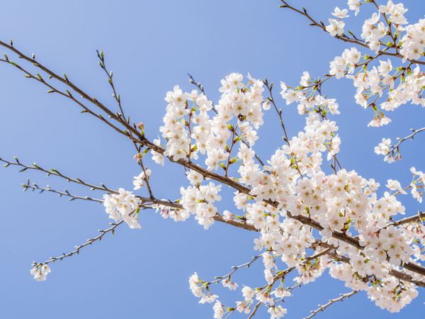 سری گل های بهار شکوفه های گیلاس زیبا گل ساکور سفید در شانگهای