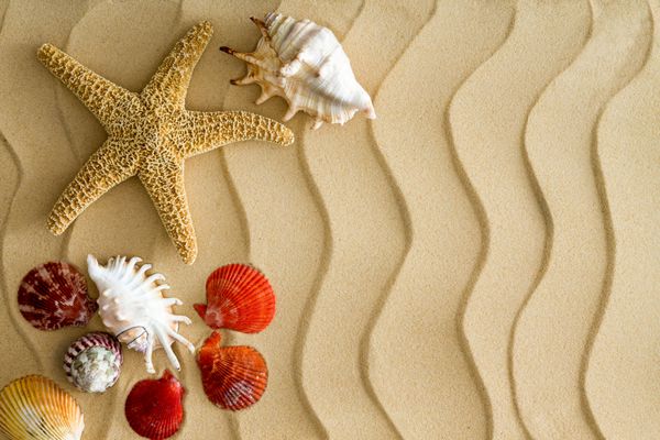 ستاره دریایی و دریای پوسته در ماسه ساحلی شیب دار با فضای کپی در سمت راست