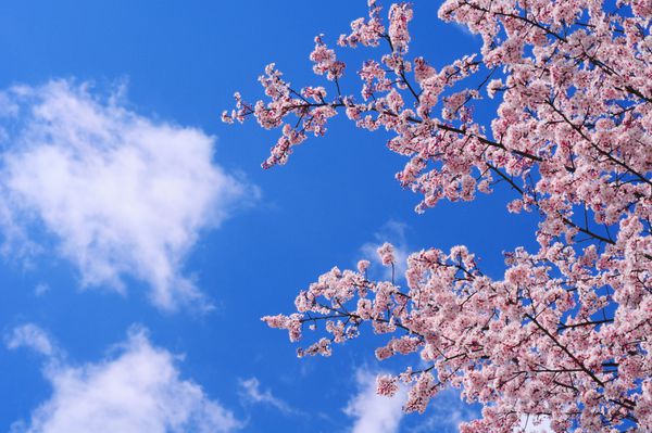 شکوفه های گیلاس در بهار در زیر آسمان آبی با برخی از ابرهای کوچک
