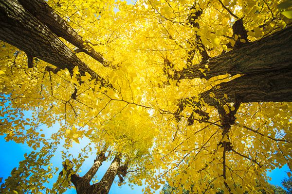 برگ طلایی در پاییز