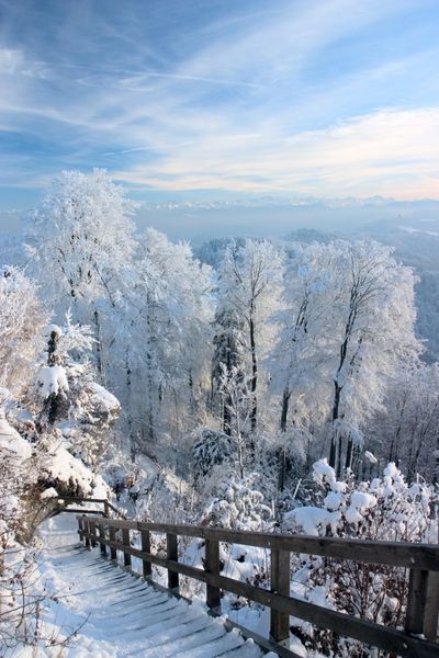 روز زمستان شگفت انگیز با درختان پوشیده شده با سرما سفید زوریخ سوئیس