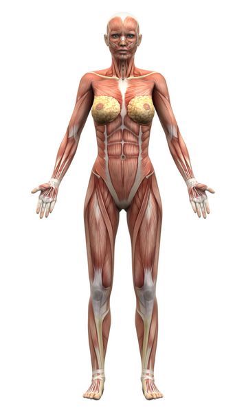 عضلات آناتومی زنان دید قدامی