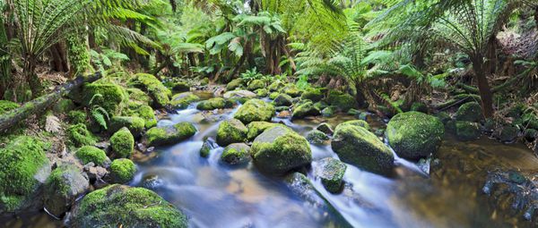 جنگل های آستریالا تسمانیای جنگل با آب تمیز تمیز و تمیز بین تخته سنگها در زیر سرخس های سرسبز و درختان نخل طبیعی بیابان طبیعی