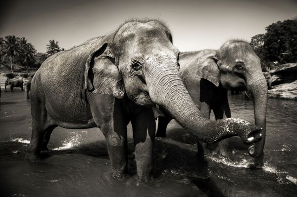 فیل ها سریلانکا