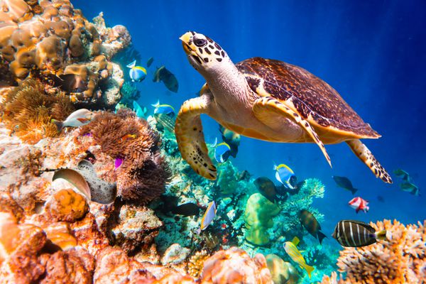 Hawksbill Turtle Eretmochelys imbricata شناور زیر آب صخره مرجانی اقیانوس هند مالدیو