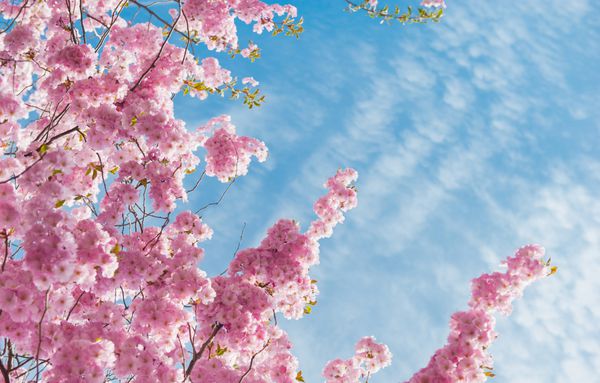 شکوفه درخت گیلاس