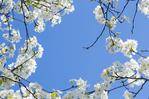 گل شکوفه بهار در آسمان آبی