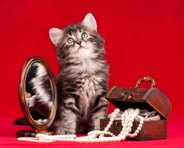 بچه گربه ناز و سینه با مروارید نزدیک آینه بر روی زمینه قرمز