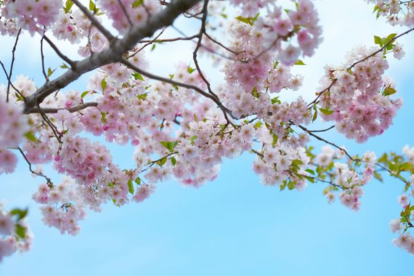 شکوفه گیلاس شکوفه شکوفه در برابر آسمان آبی ساکورا