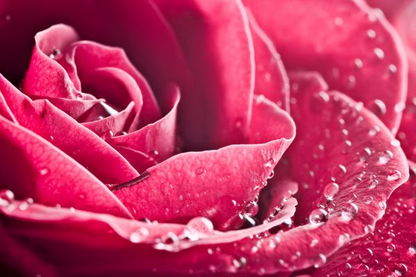 نزدیک گل رز زیبا با قطره آب