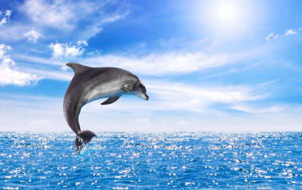 یکی از پریدن از دلفین ها منظره زیبا با آب های عمیق اقیانوس و ابرقهرمان است