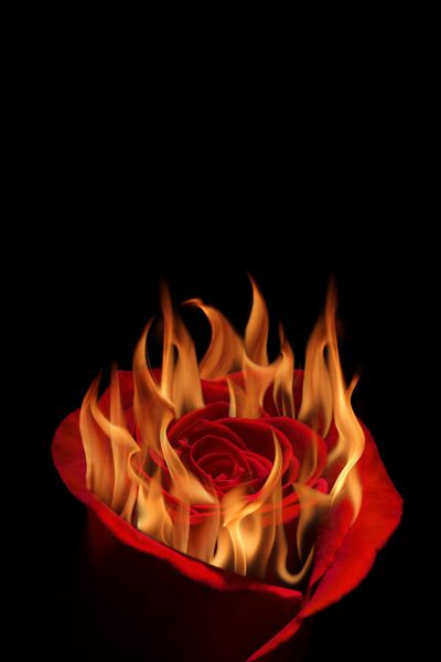 گل رز قرمز که با شعله های آتش سوزی می شود در سیاه و سفید جدا شده است