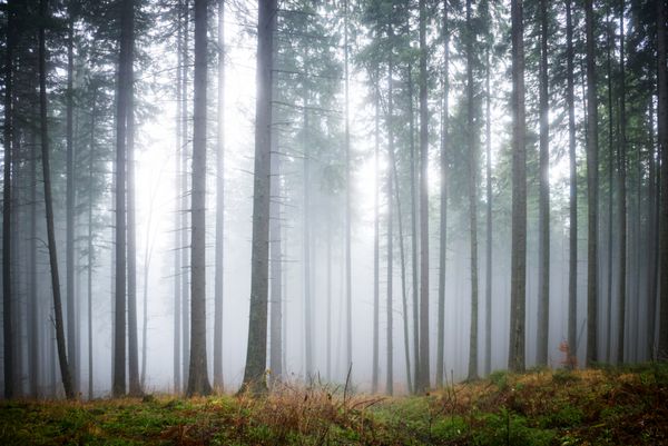 مه و اسرارآمیز در جنگل سبز با درختان کاج نامشخص
