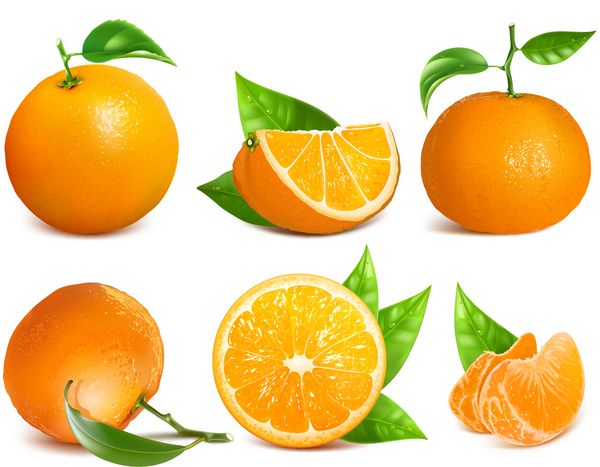 مجموعه وکتور از پرتقال تازه رسیده و نارنگی با برگ