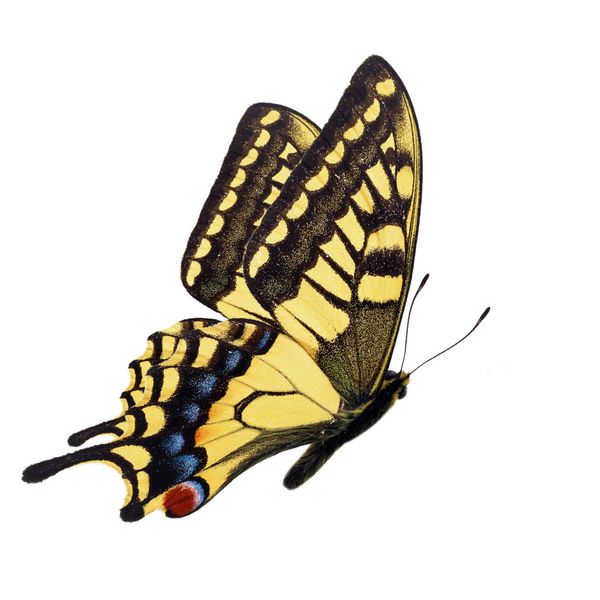 پروانه زیبا پروانه Papilio Hospiton Swallowtail کورس پرواز بر روی زمینه سفید جدا شده است