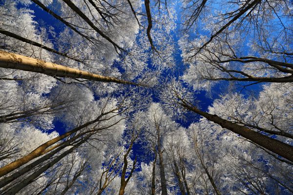 چشم انداز زمستانی با عجیب و غریب در درختان با آسمان آبی تیره در پس زمینه