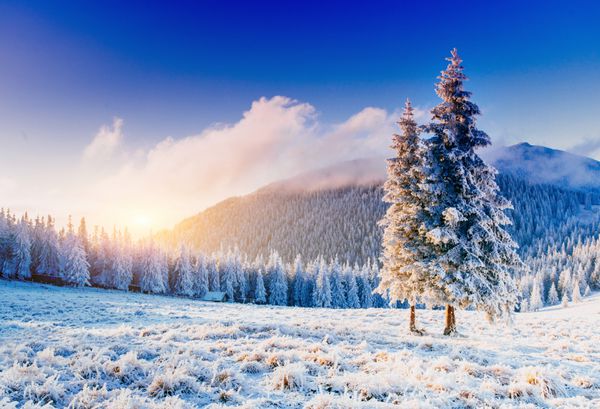 درخت زمستانی جادویی برف پوشیده شده است