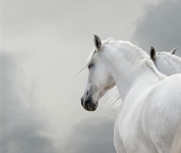 اسب سفید در طوفان