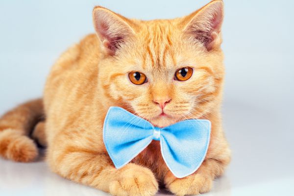 پرتره گربه قرمز ناز پوش کراوات کراوات آبی