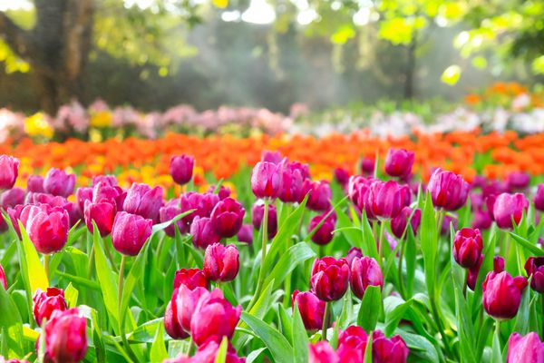 باغ لاله های رنگارنگ در بهار